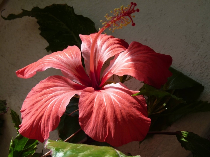 Гибискус купера