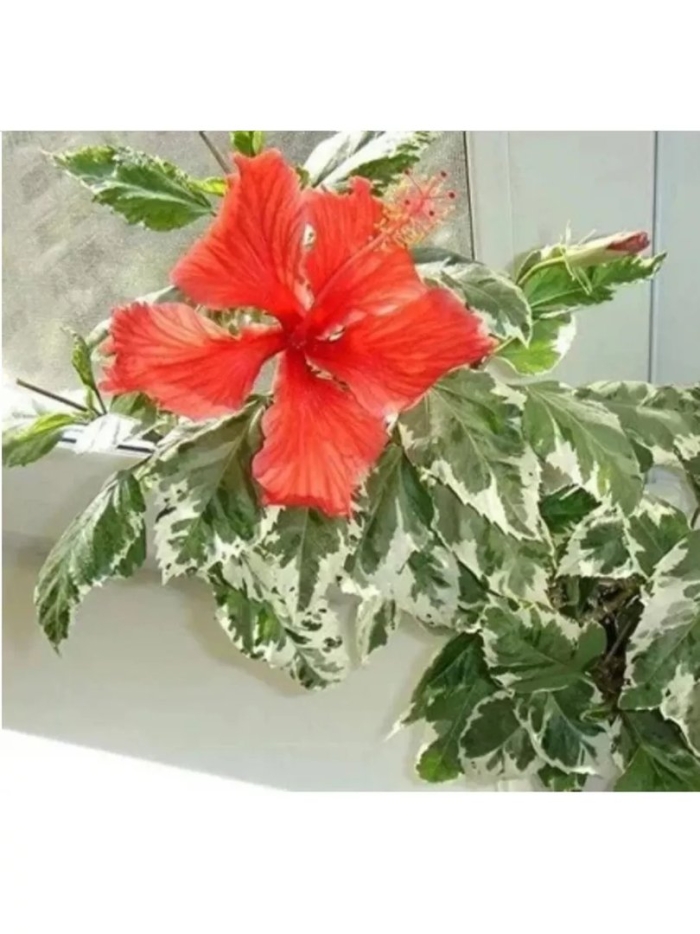 Гибискус вариегатный снежная королева