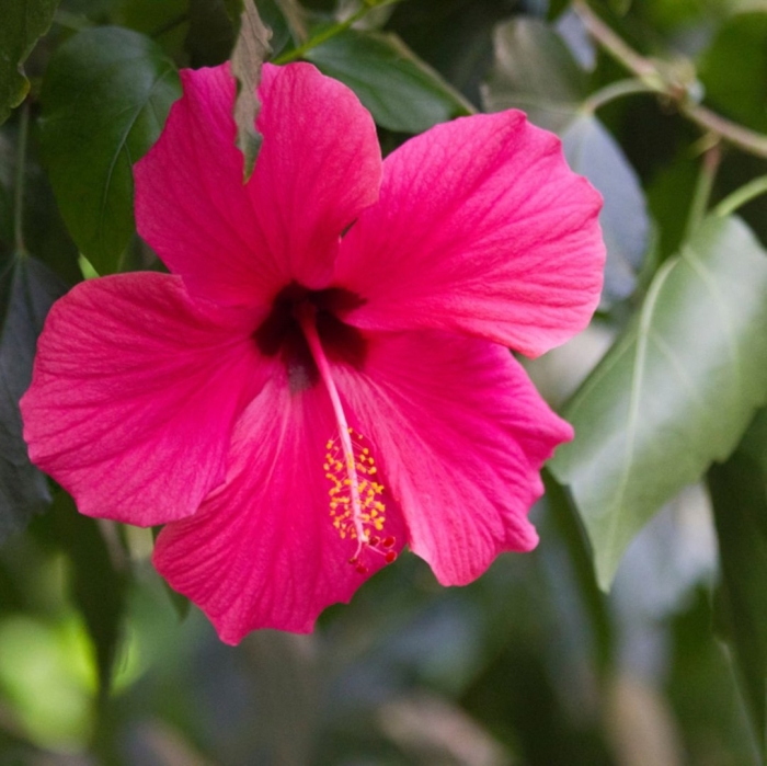 Гибискус пинк элефант