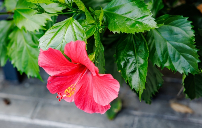 Гибискус китайский