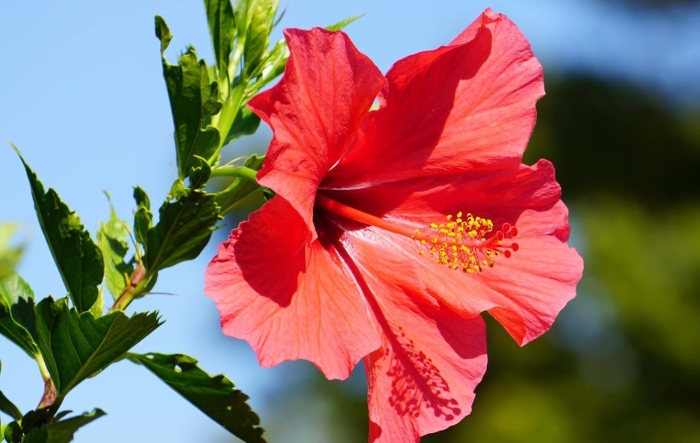 Цветок гибискус