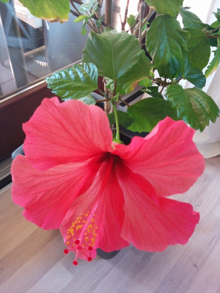 Гибискус тилиацеус