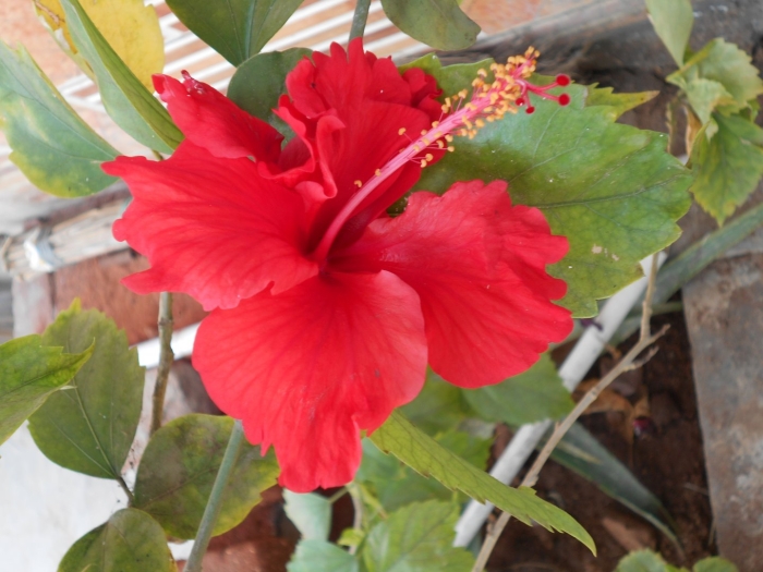 Каркаде гибискус