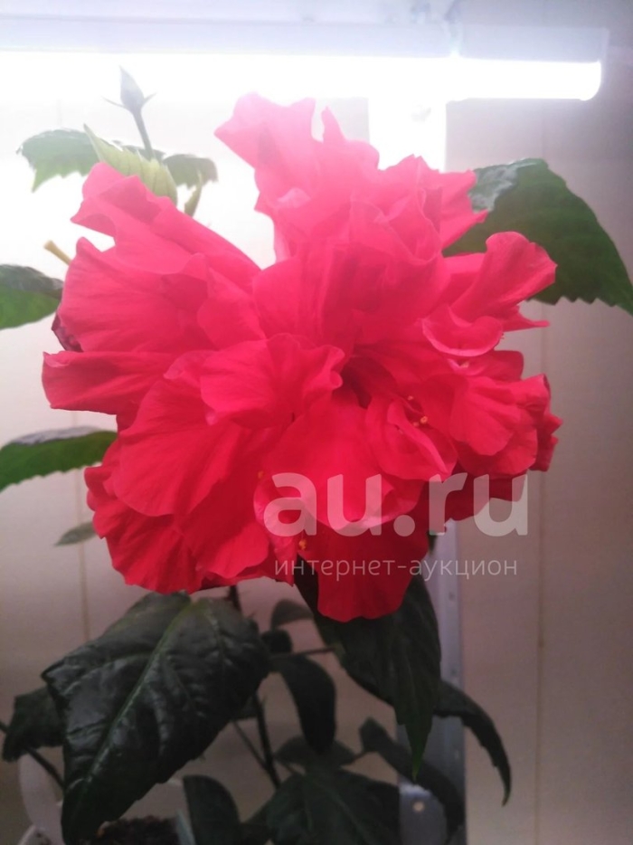 Гибискус красный махровый китайская роза