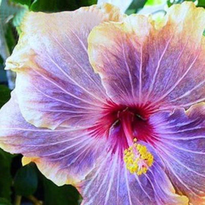 Гибискус габриэль