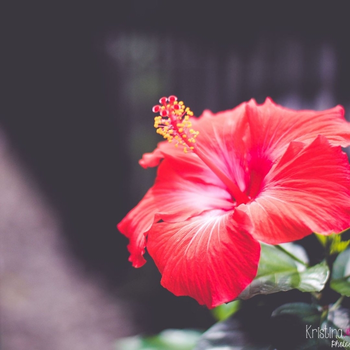 Гибискус цветок