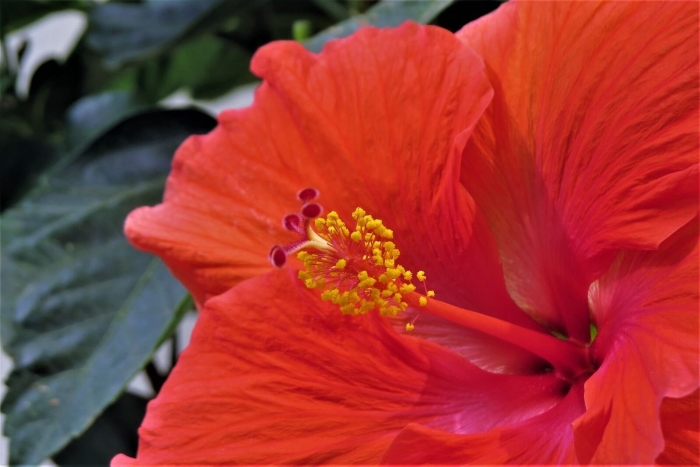 Гибискус красный