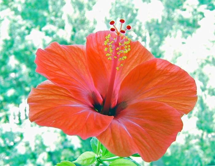 Гибискус леди оранж