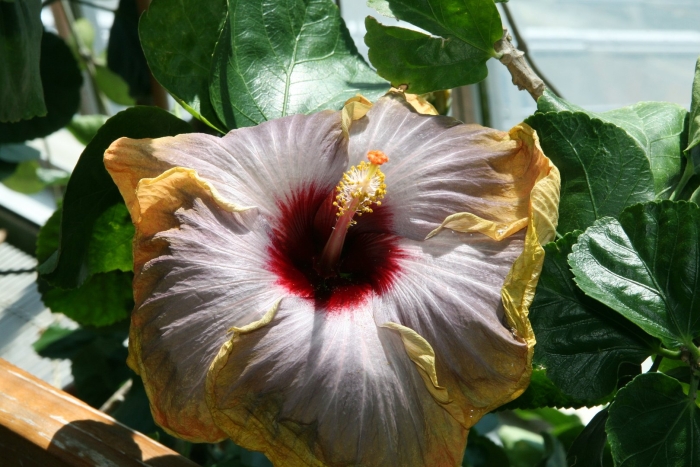 Растение гибискус