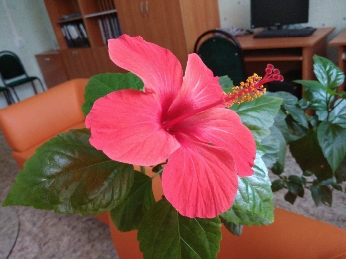 Гибискус ксантэ