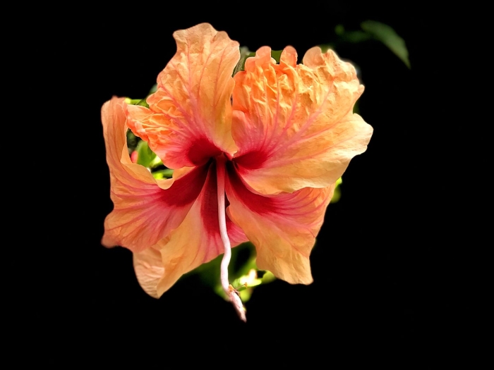 Гавайский цветок гибискус