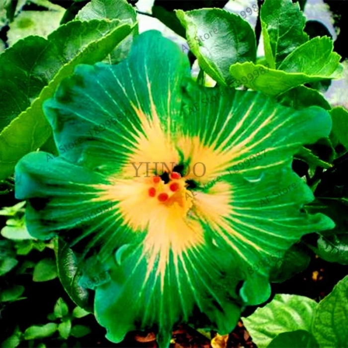 Гибискус синенсис микс