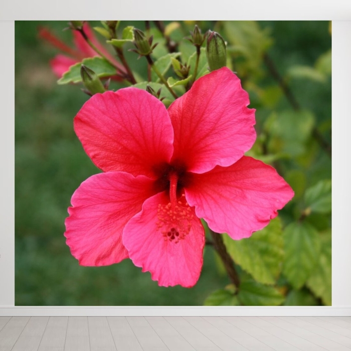 Гибискус розовый