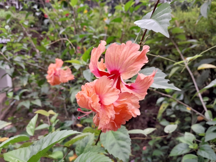 Hibiscus flower