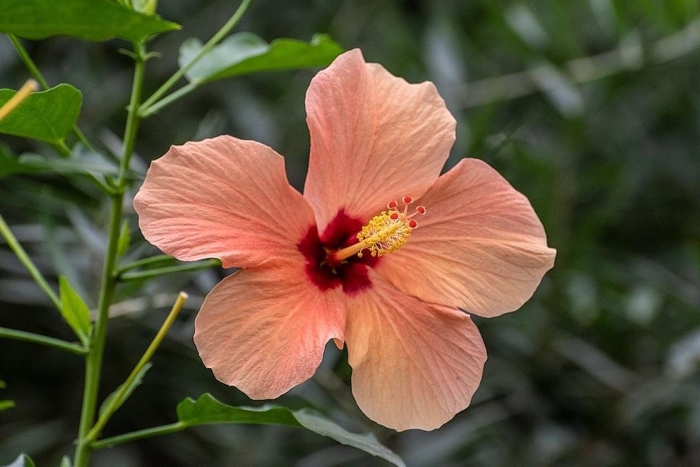 Гибискус растение