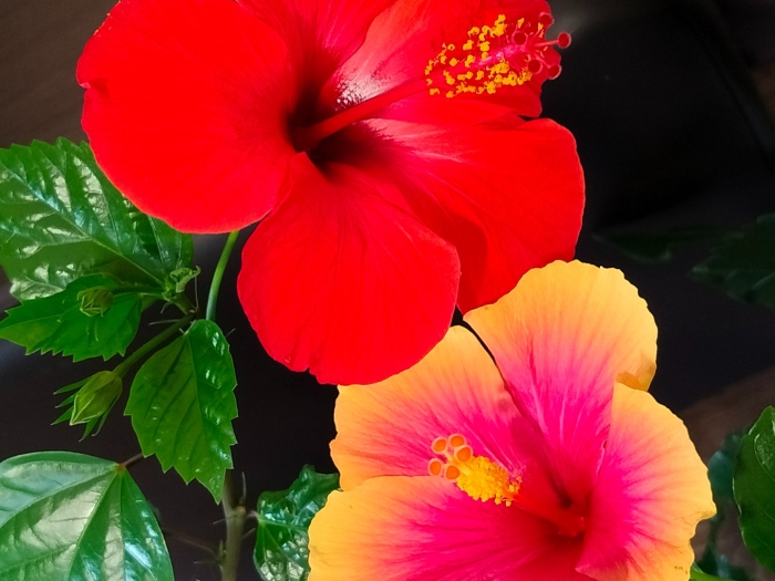 Китайская роза или гибискус