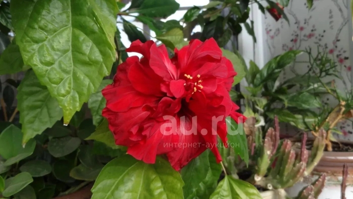 Гибискус китайская роза