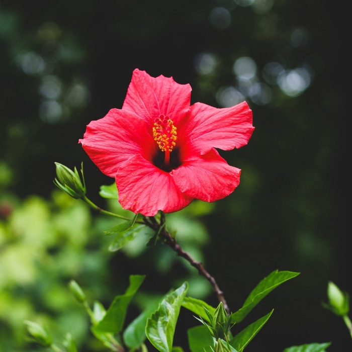 Гибискус цветок