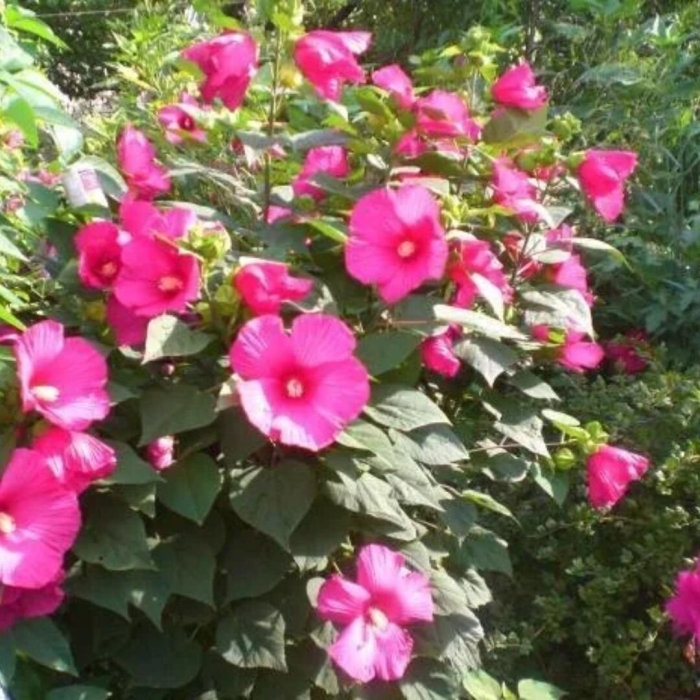 Гибискус травянистый малиновый