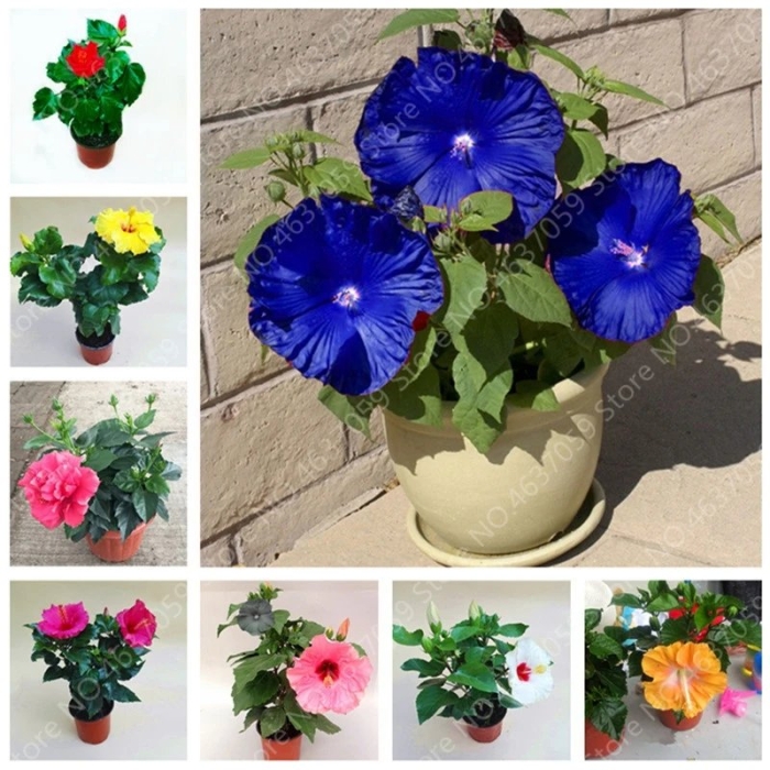 Гибискус комнатное растение