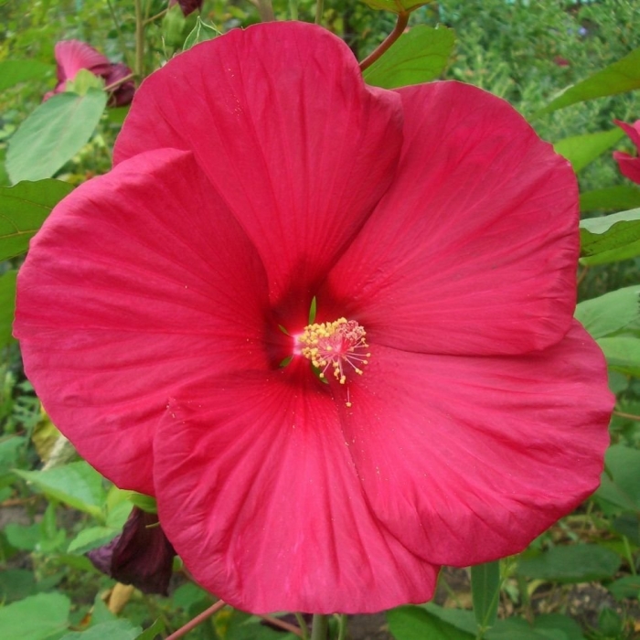 Гибискус травянистый красный