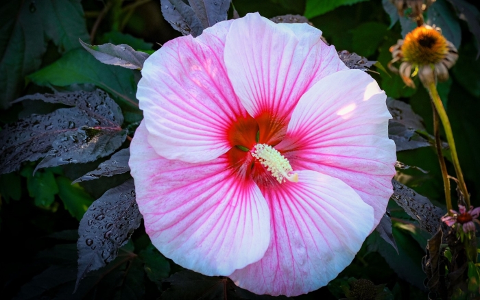 Лепесток гибискуса