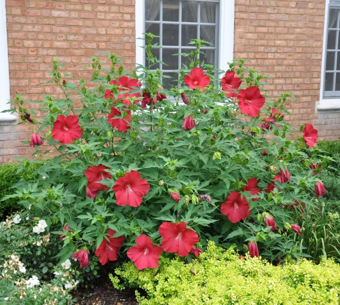 Гибискус травянистый