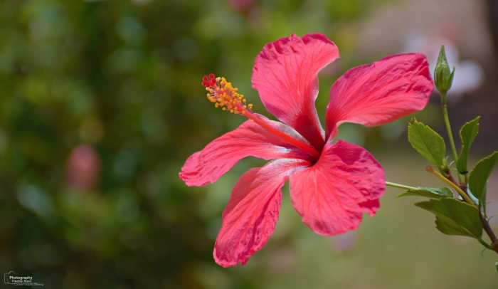 Гибискус клёнолистный