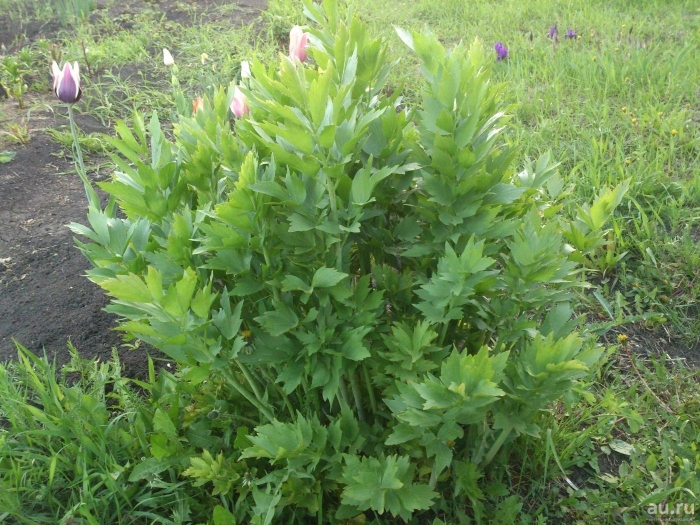 Любисток лекарственный