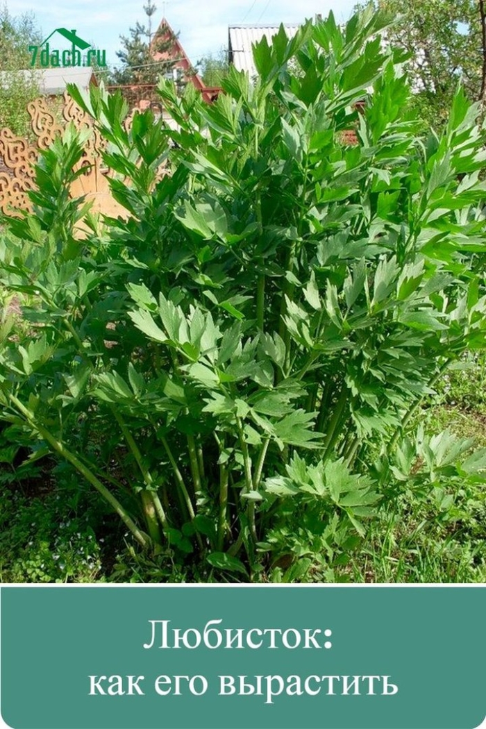 Семена любисток удалец 1г