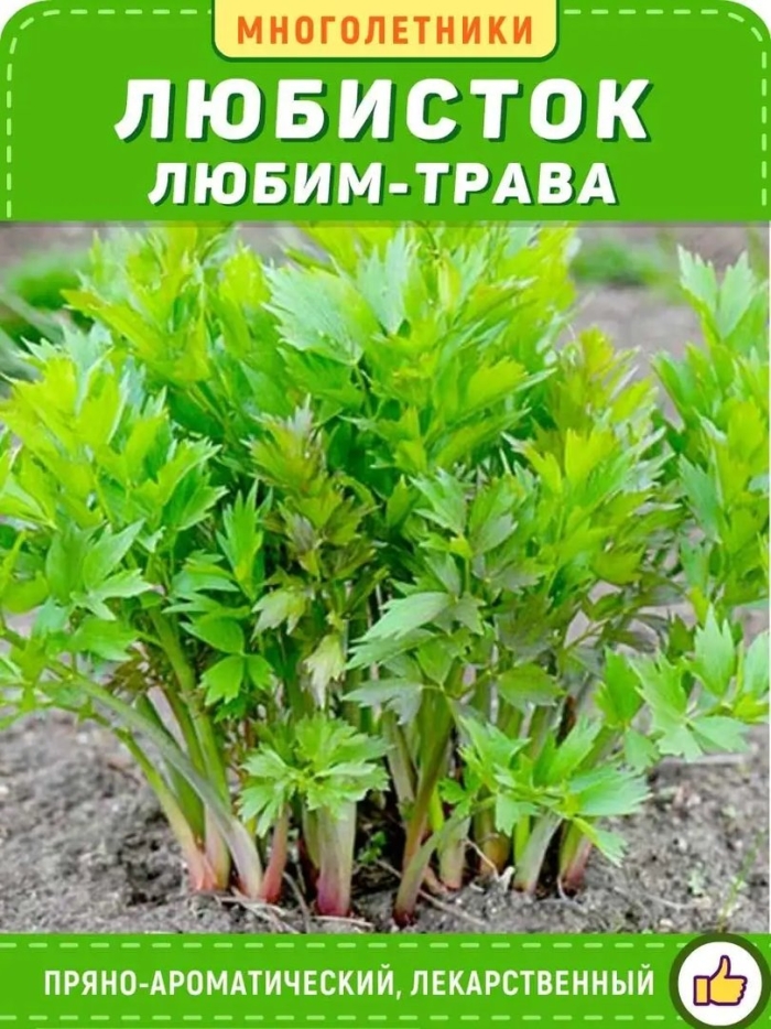 Трава любисток