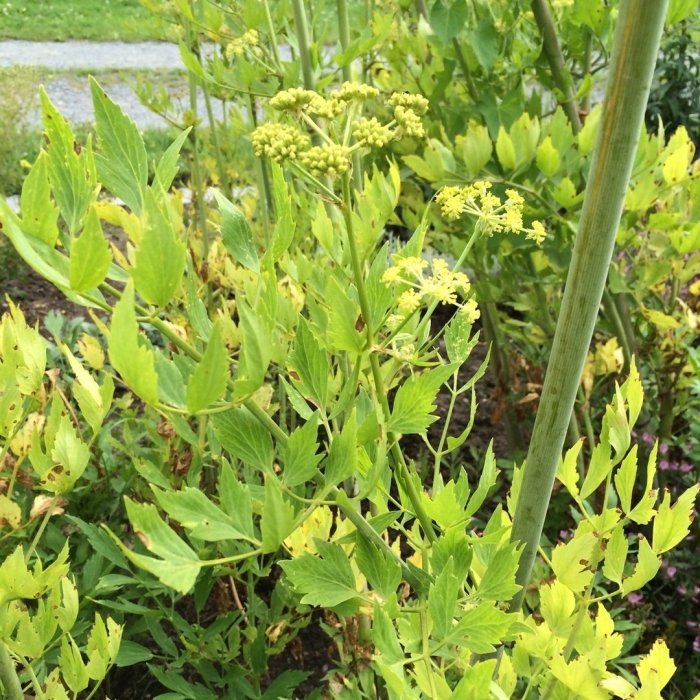 Растение любисток