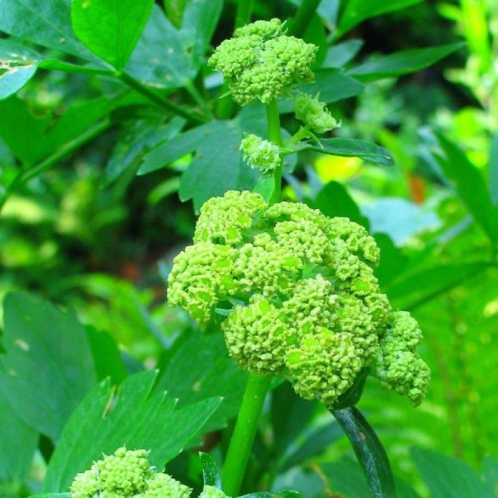 Любисток цветок