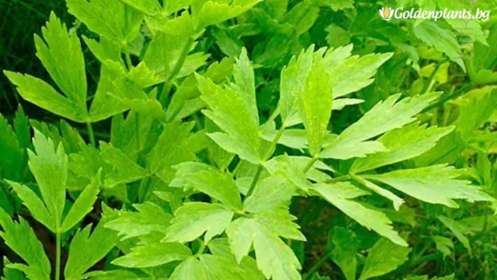 Levisticum officinale