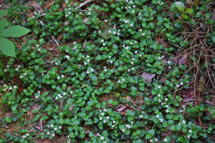 Cornus canadensis (дёрен канадский)