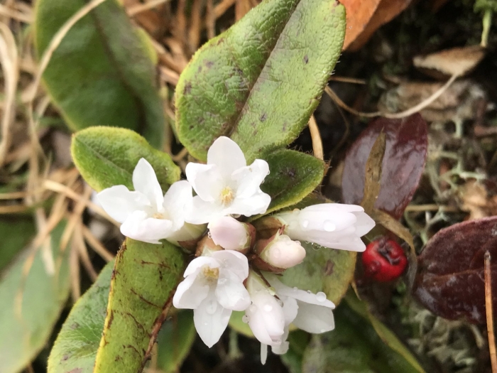 Эпигея гаультериевидная