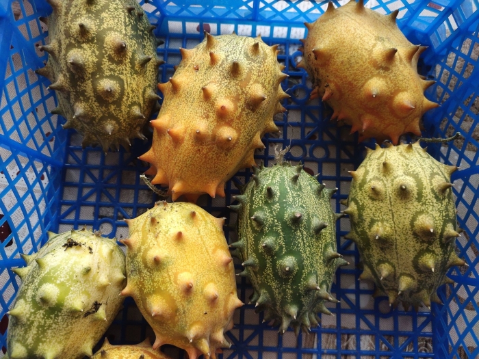 Кивано африканский огурец 4шт