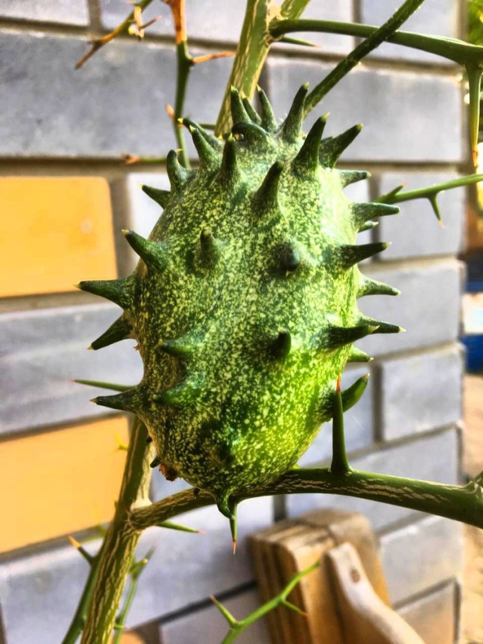 Кивано зеленый дракон