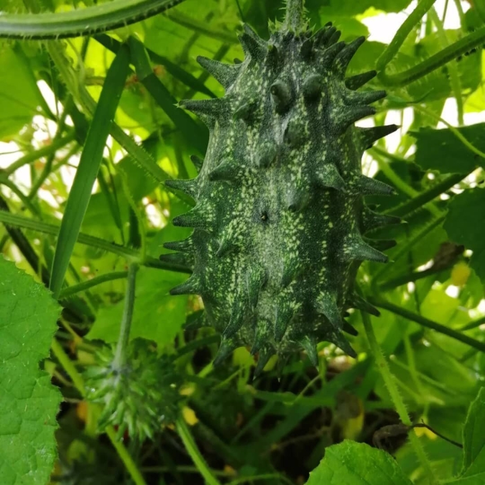 Кивано растение