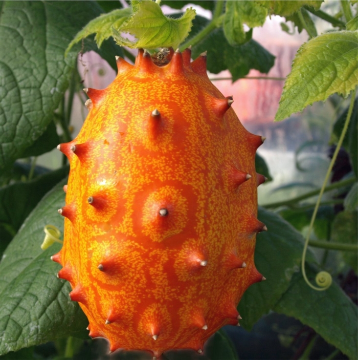 Кивано рогатая дыня