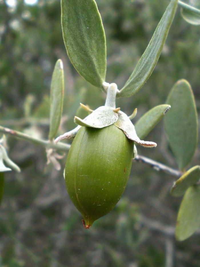 Жожоба куст