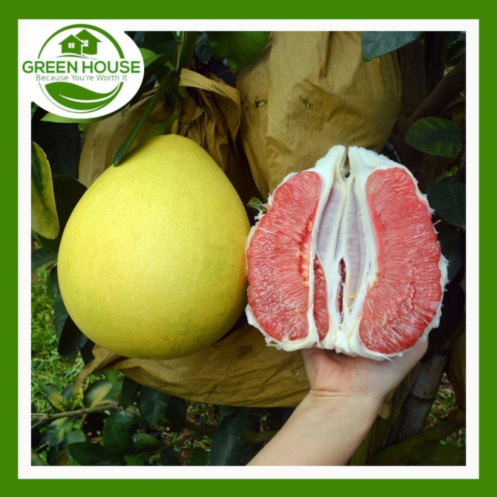 Грейпфрут дерево