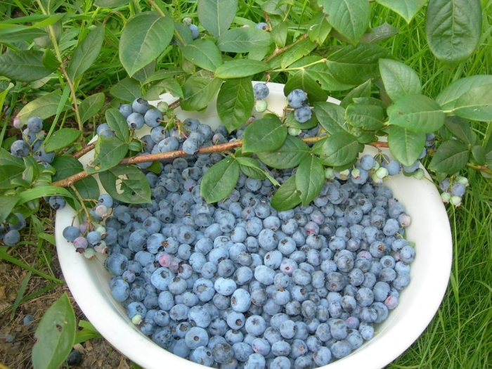 Голубика блюкроп