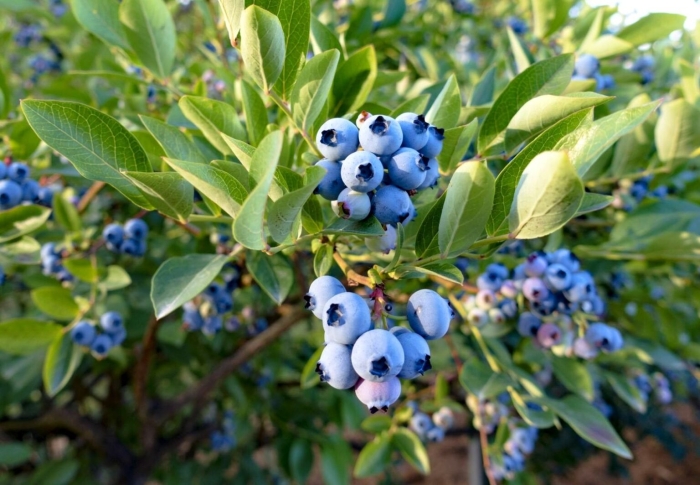 Blueberry plant
