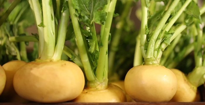 Турнепс брюква