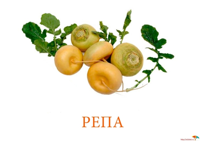 Репа и редька