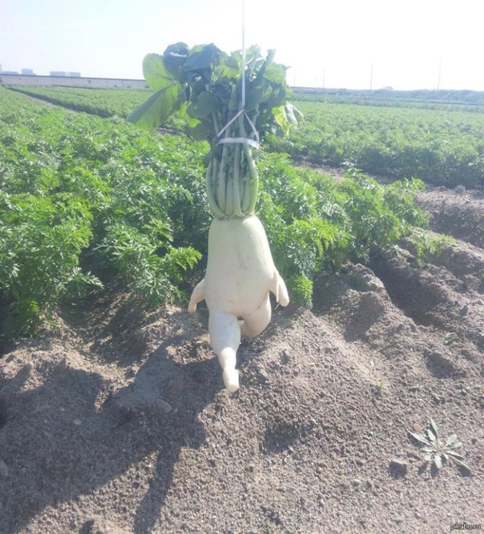 Смешной овощ