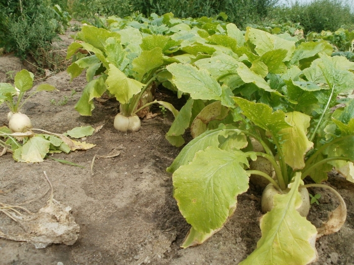 Репа (brassica rapa)