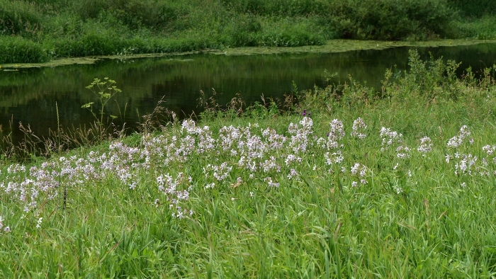 Мыльная трава мыльнянка