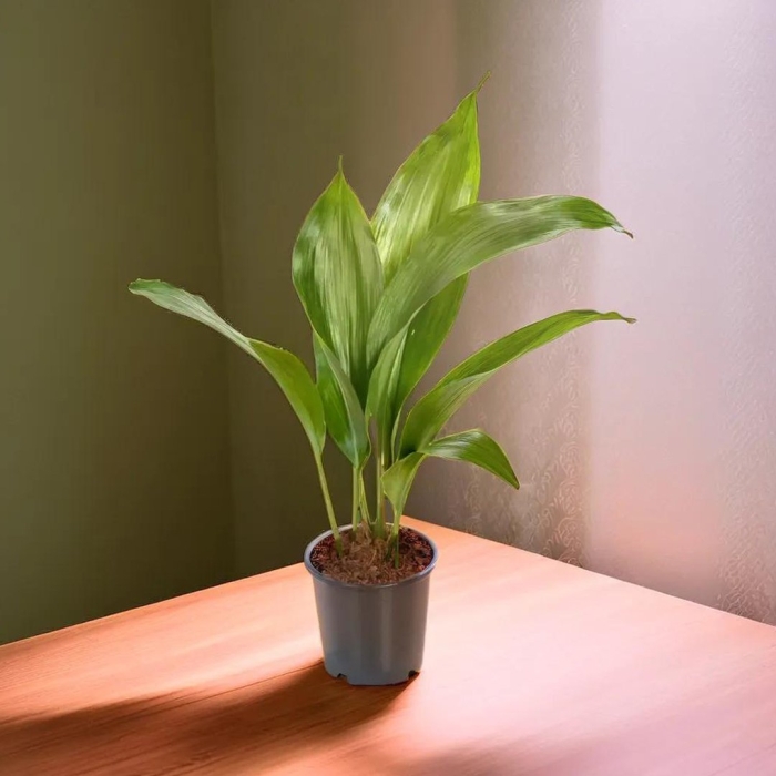 Аспидистра элатиор